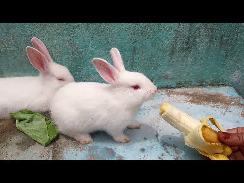 The Cutest "Baby Bunny" Rabbit EVER || Baby Rabbits (Bunnies) Video