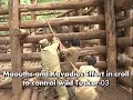 Sakrebailu Elephant Croll