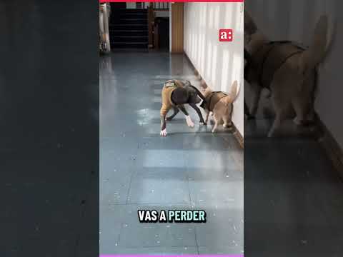 📻#Viral | Gabo, el nuevo dogbinero que llega a hacer equipo con Naruto, el catbinero de Porvenir