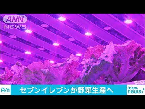 園芸 チャイニーズポドフィル、チャイニーズメイアップル