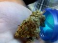 SILVER HAZE