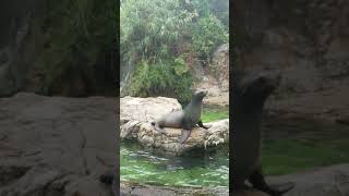 Queens zoo seal show