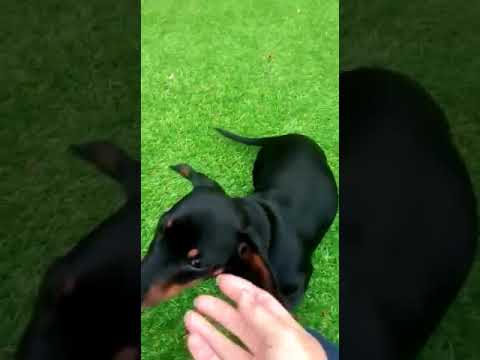 Batson's Happy Dogs video.