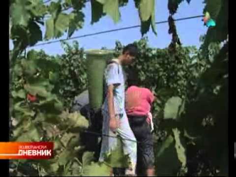 Grožđe izuzetno, takvo i vino