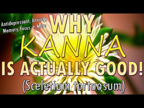 Why Kanna (Sceletium tortuosum) is Actually Good