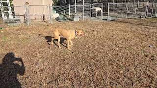 Video preview image #1 American Pit Bull Terrier-Unknown Mix Puppy For Sale in Albemarle, NC, USA