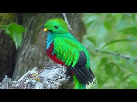 Resplendent Quetzal (Pharomachrus mocinno)
