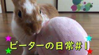 【うさぎの日常#1】 ピーターにボール買ってきました😊