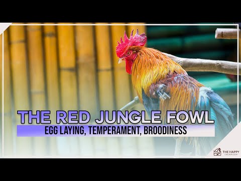 , title : 'The Red Jungle Fowl Breed Profile: Egg Laying, Temperament, Broodiness'