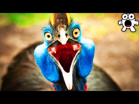 Most Dangerous Birds on Earth Video