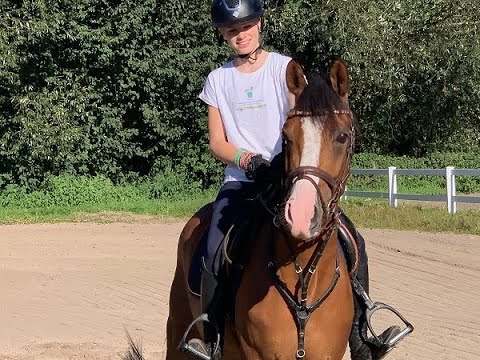 Magic's Moment 4j. Deutsches Reitpony for sale VB 15.000,- Euro