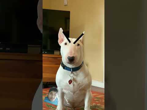 #dog #funny #stitch #pitbull #memes #dogs #meme #comedy #animation #2048game