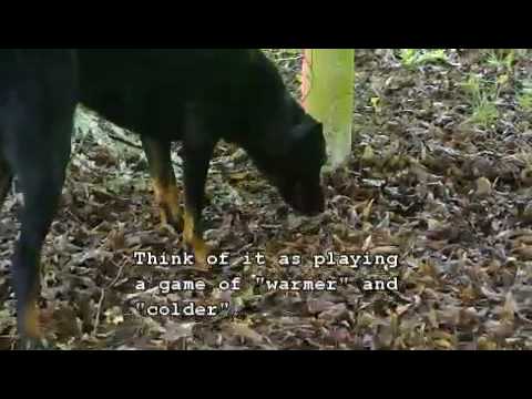 Encouraging & Marking Conga - www.NWTruffleDogs.com