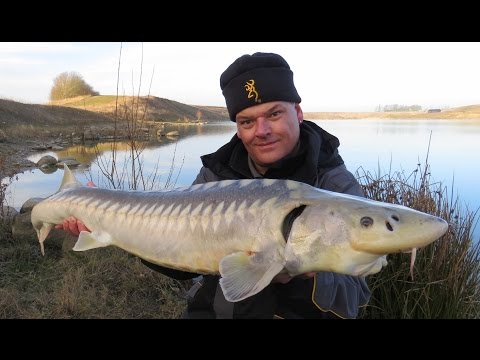 *NEW DANISH RECORD* In Adriatic Sturgeon // Dansk Rekord i