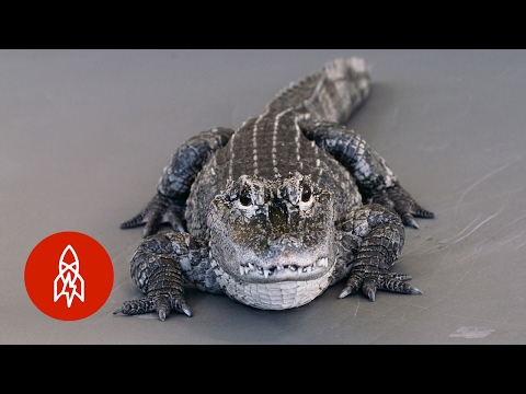 野生から姿を消すパイントサイズのワニ (A Pint-Sized Alligator Disappearing From The Wild)