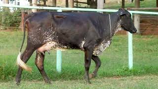 LOTE 11 - 1401 VILA VERDE (8170-CD)