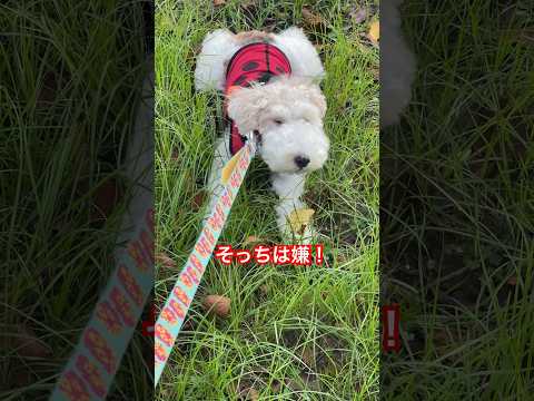 フォックス・テリア:8つの一般的な病気