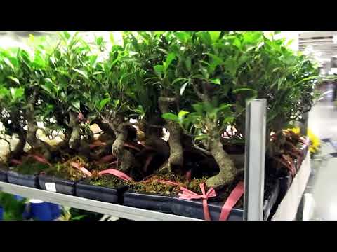 IKEA - Customer Success Story