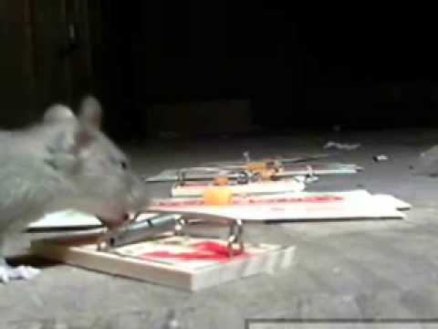 download lagu mp3 mp4 The Rats Lair Stranglers, download mp3 The Rats Lair Stranglers free download mp3, download mp3 The Rats Lair Stranglers