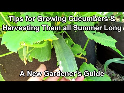 , title : 'An Overview On Growing Cucumbers for New Gardeners: Feeding & Watering Frequency, Containers & More!'