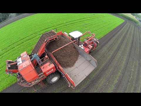 wortels rooien/ carrots harvesting