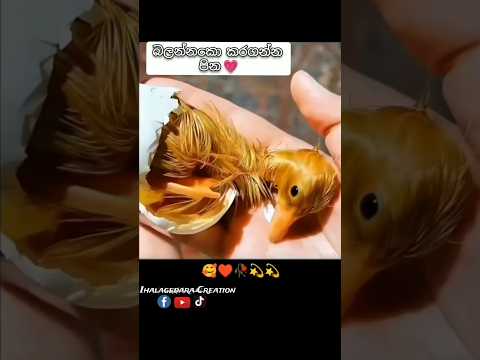 බලන්නකො කරගන්න පින #trending #viral #petlover #rizkigameon #ishamalviya #voiceacting