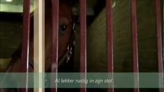 preview picture of video 'Atreyu naar zijn nieuwe stekje in Molenschot 20-08-2012'