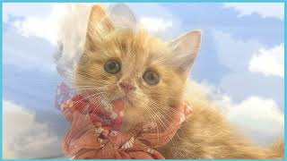 ペットショップCOO&RIKU No00705021(ラガマフィン)