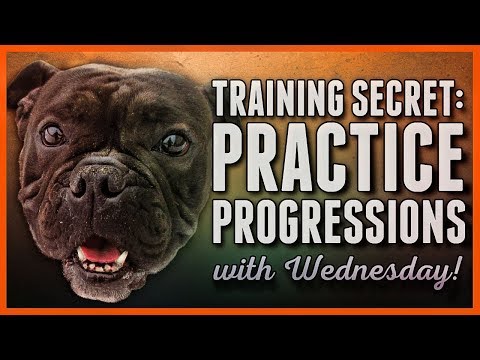 Dog training Secret: How to Use Progressions and Rehearsals Like a Pro! Video