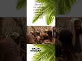 Palm Sunday Full Screen Status Video Malayalam