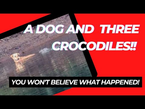 The Little Dog in the River with Crocodile Friends