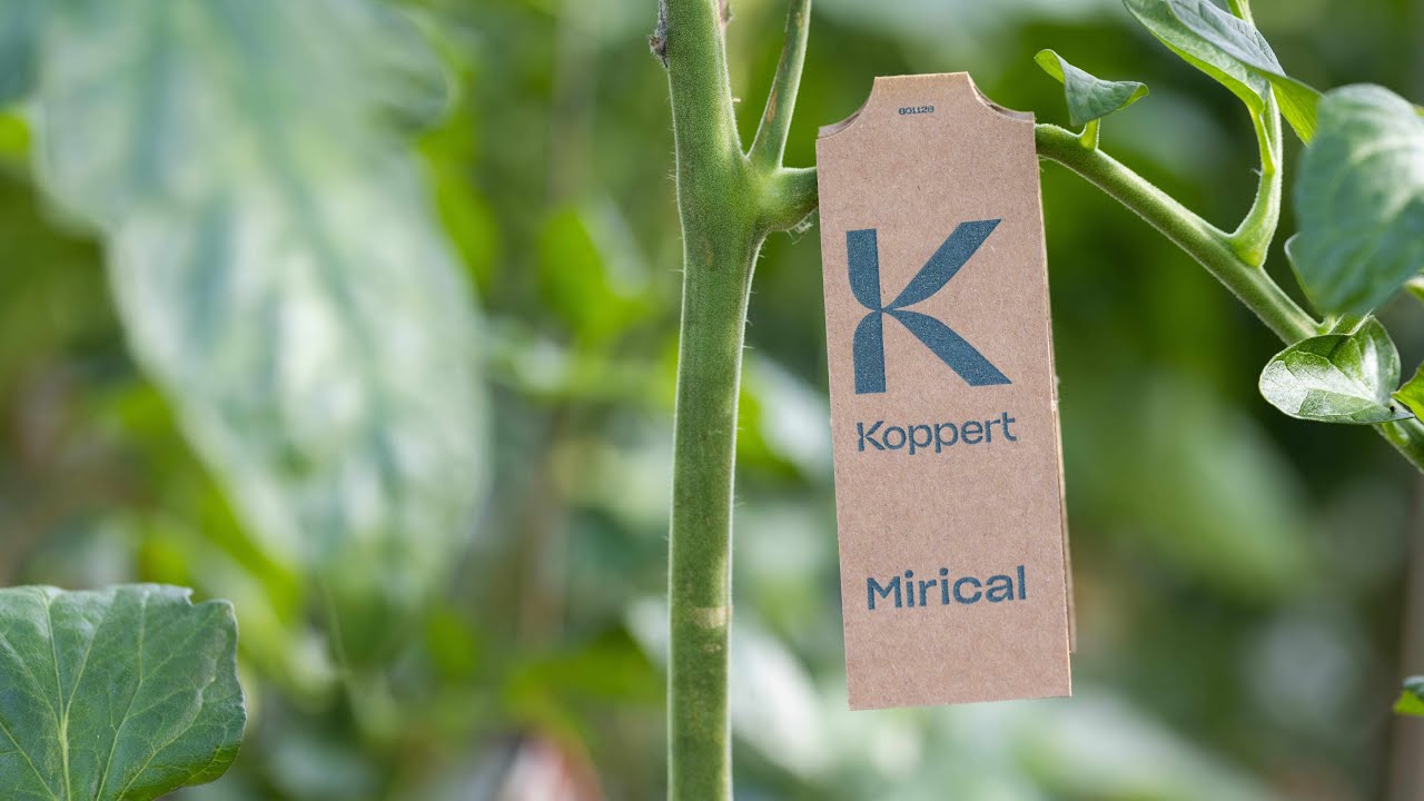 Video preview poster