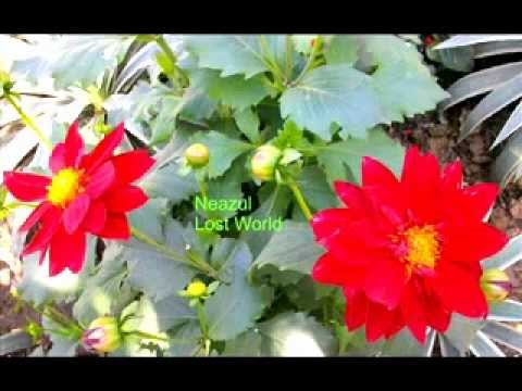 Probal Diper Sei Teerey-Abdul Jabbar