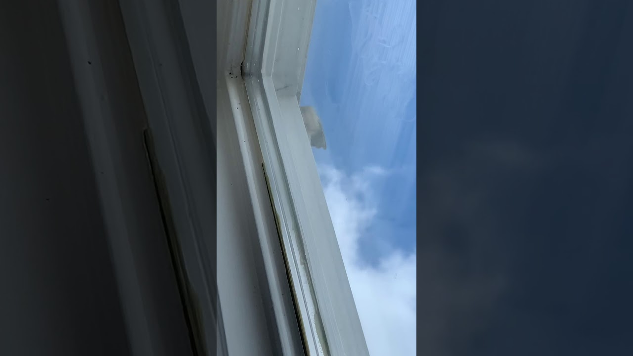 Chickadee building nest in my window!