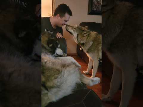 Giant Wolf Puppy Kisses! #wolfdog #wolfpup