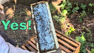 100 lbs of Honey and a New Queen!