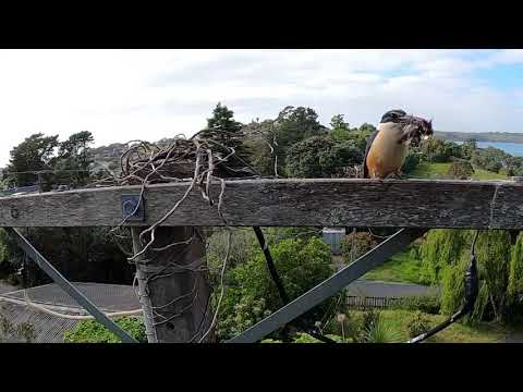 New Zealand Kōtare (sacred kingfishers) brutal predation of a tauhou (silverye)
