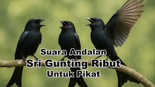 Download lagu Suara Pikat Srigunting Ribut | Masteran Srigunting Hitam Full Isian Gacor mp3