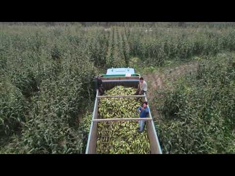 Cosecha de choclo 2022 Las Salinas - Chancay