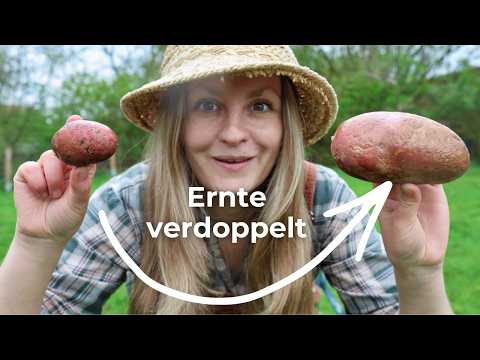 Ich baue meine Kartoffeln nur noch SO an 🥔