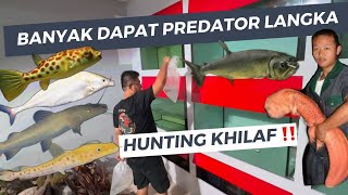 BORONG IKAN PREDATOR PLATINUM & ALBINO !! IKAN BUNTAL AIR TAWAR LANGKA | IKAN PREDATOR BERGIGI TAJAM