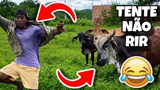 TENTE NÃO RIR IMPOSSÍVEL 😂 | OS MELHORES VÍDEOS DA INTERNET 📽️ | VÍDEOS ENGRAÇADOS BRASILEIROS 🇧🇷