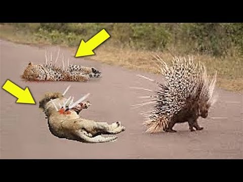 Porcupine Too Danger - Leopard Hunting Porcupine - Big Cats The wound is too deep by the poisonous