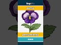 pansy - pensamiento video thumbnail