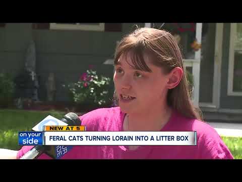 Lorain is a litter box for 9,000 feral cats