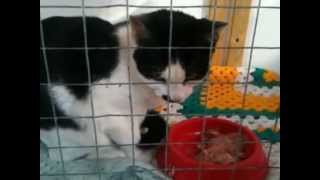 preview picture of video 'Cats For Adoption - Two Kitten Siblings For Adoption'