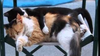 Nick Cave- Are you the one