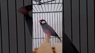 Download lagu Suara asli burung pipit Jawa | Suara burung pipit Jawa jantan. #pipitJawa #burung #imut #cinta #cinta_pada_burung_pipit mp3