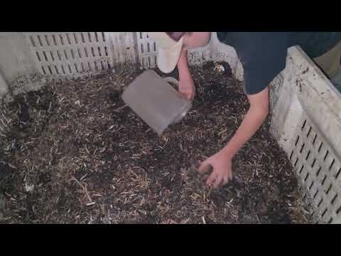 Precompost The Making of Breeder Bins | Precompost Breeder Bins | Meme's Worms