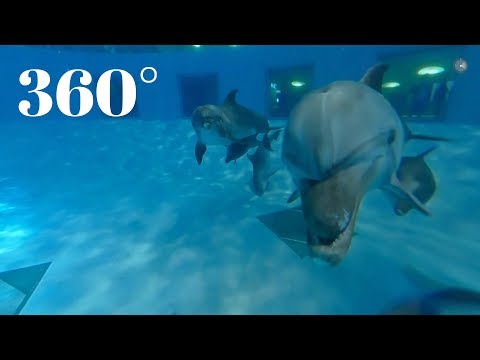 Delfinariumas ir delfinai (360 video) | Lietuvos jūrų muziejus